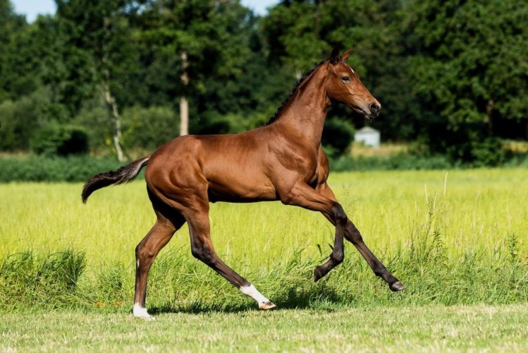 Withan S van 't Studutch