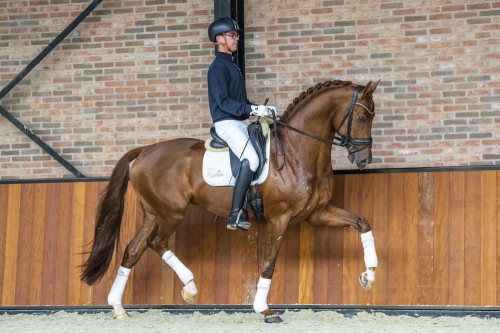 Mowgli VOD v. Desperado x Zoriana