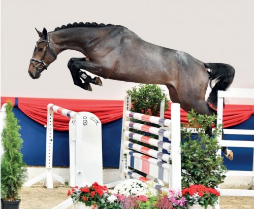 Prestige di Fer v. Chacco Blue x Just di Fer