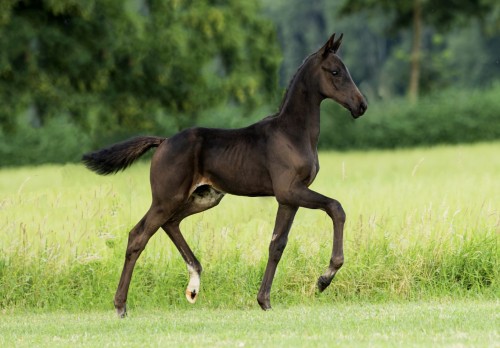 Windsor Royal VRB