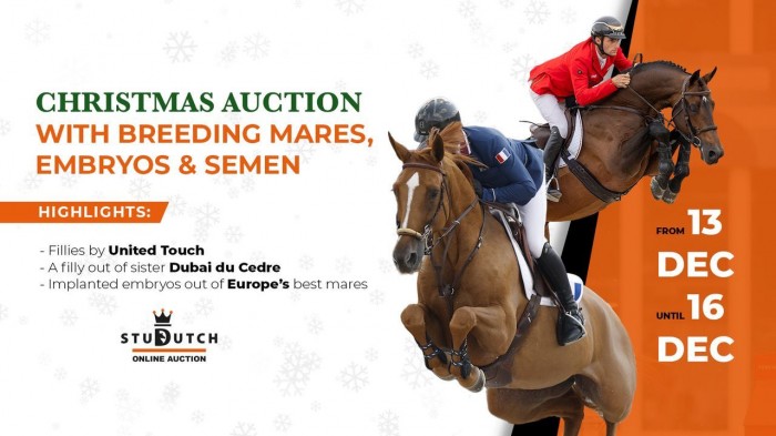 StuDutch Christmas Auction: Welcome Next Year’s Filly by United Touch or a daughter of Dubai du Cedre