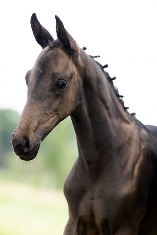 Windsor royal VRB