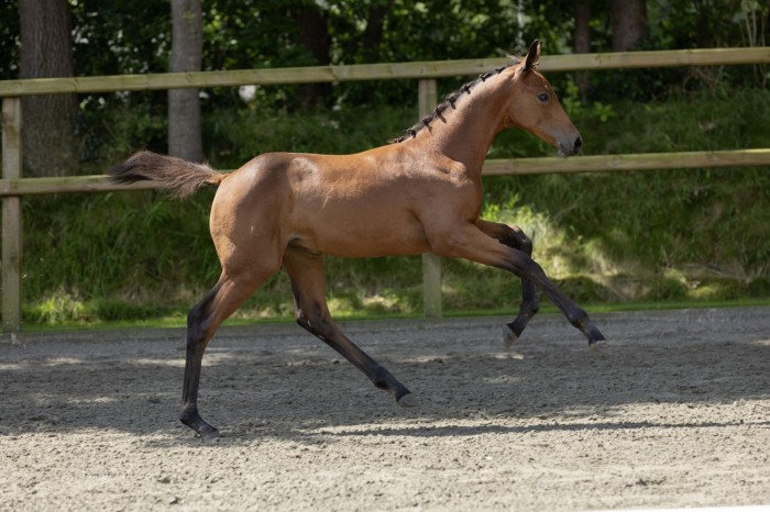 €28,100 for Chacco-Blue Filly Out of Explosion W's Half-Sister