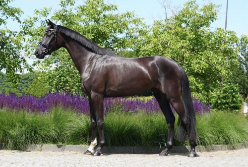 Romantiek VRB