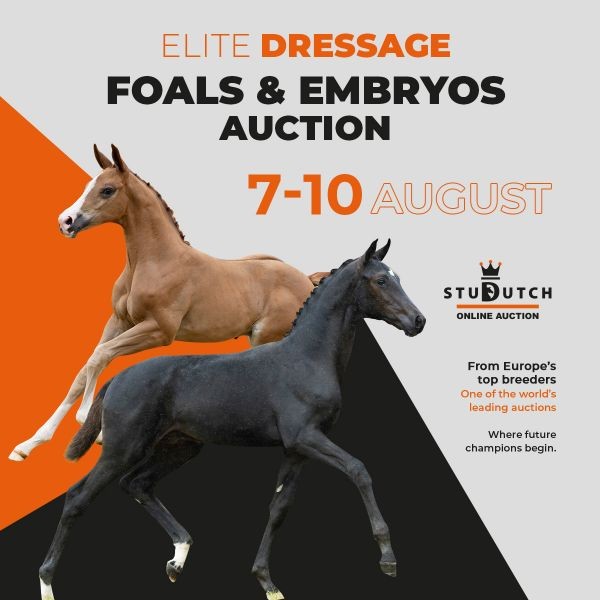 Studutch Exclusive Dressage  Midsummer Auction – where future champions begin!