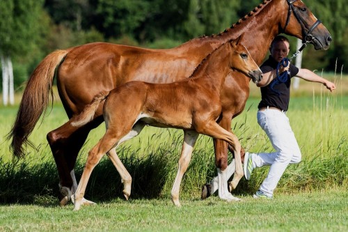 Warina W van 't Studutch