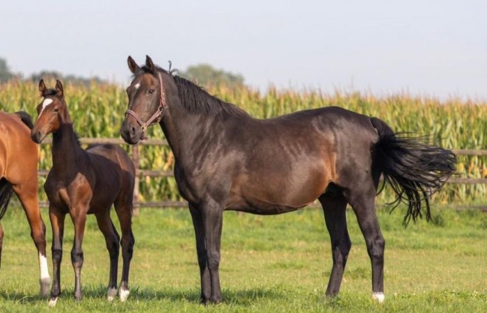 Faladina PP is the halfsister from the stallion Padinus