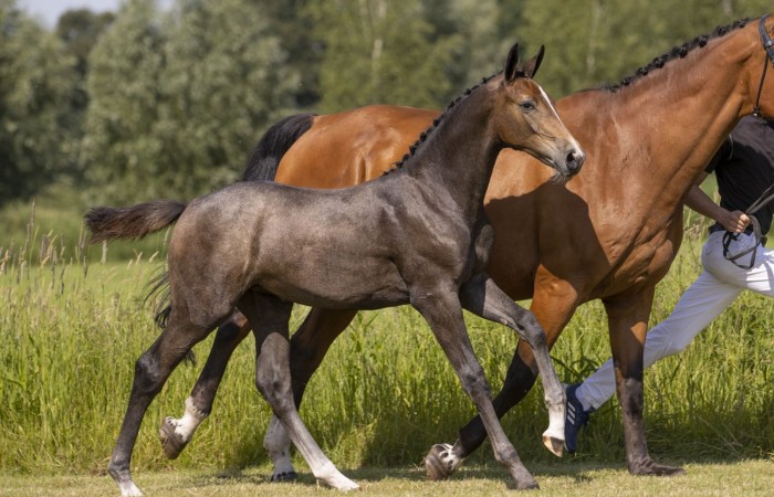 Cabriana di Fer van 't Studutch (4 1.60 mares behind the best from de Muze)